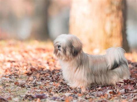 very versace lhasa apso|Chien Lhassa Apso Very Versace's New castle .